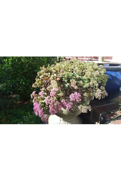 Очиток Лайм Зінгер в декоративному контейнері в парку